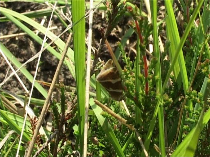 Silberstricheulchen ( Deltote bankiana ) : Niederkrüchten, Elmpter Schwalmbruch, 24.06.2006